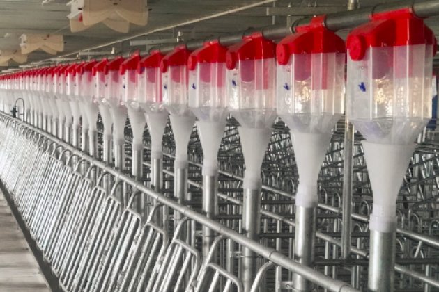 后備母豬限位欄