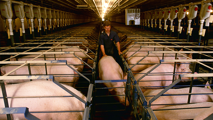 標準母豬場方案